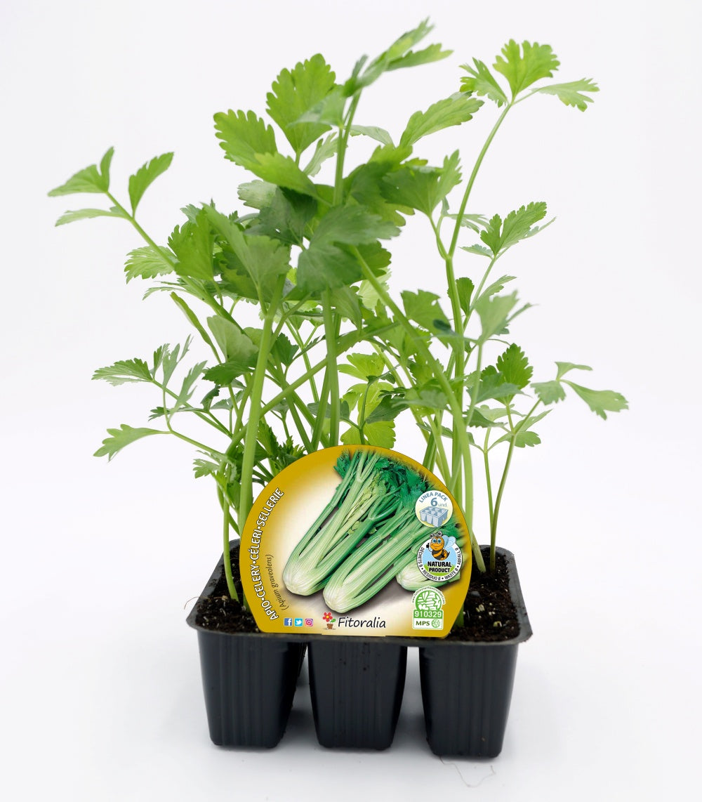 Pack Plantones Apio 6 Ud. Natural - Fitoralia_0