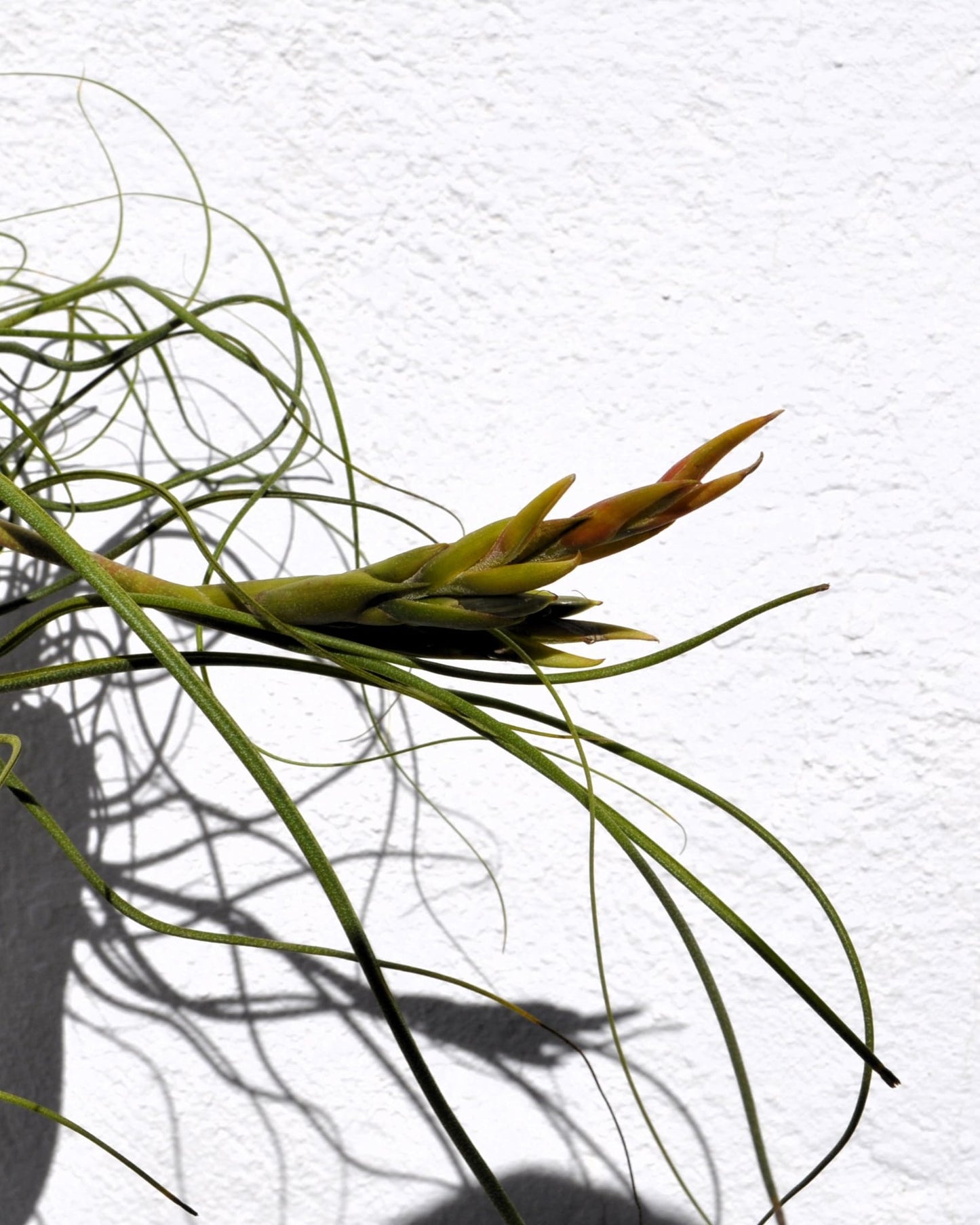 Tillandsia butzii clump; planta del aire, mata de plantas; Curiosarium; altura 10-15 cm, diámetro 30-50 cm_5