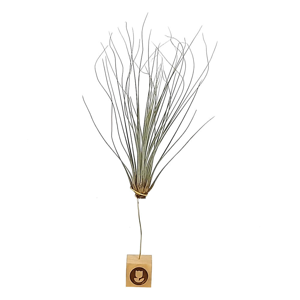Tillandsia Juncea 30cm Alto X 14cm Ancho_1
