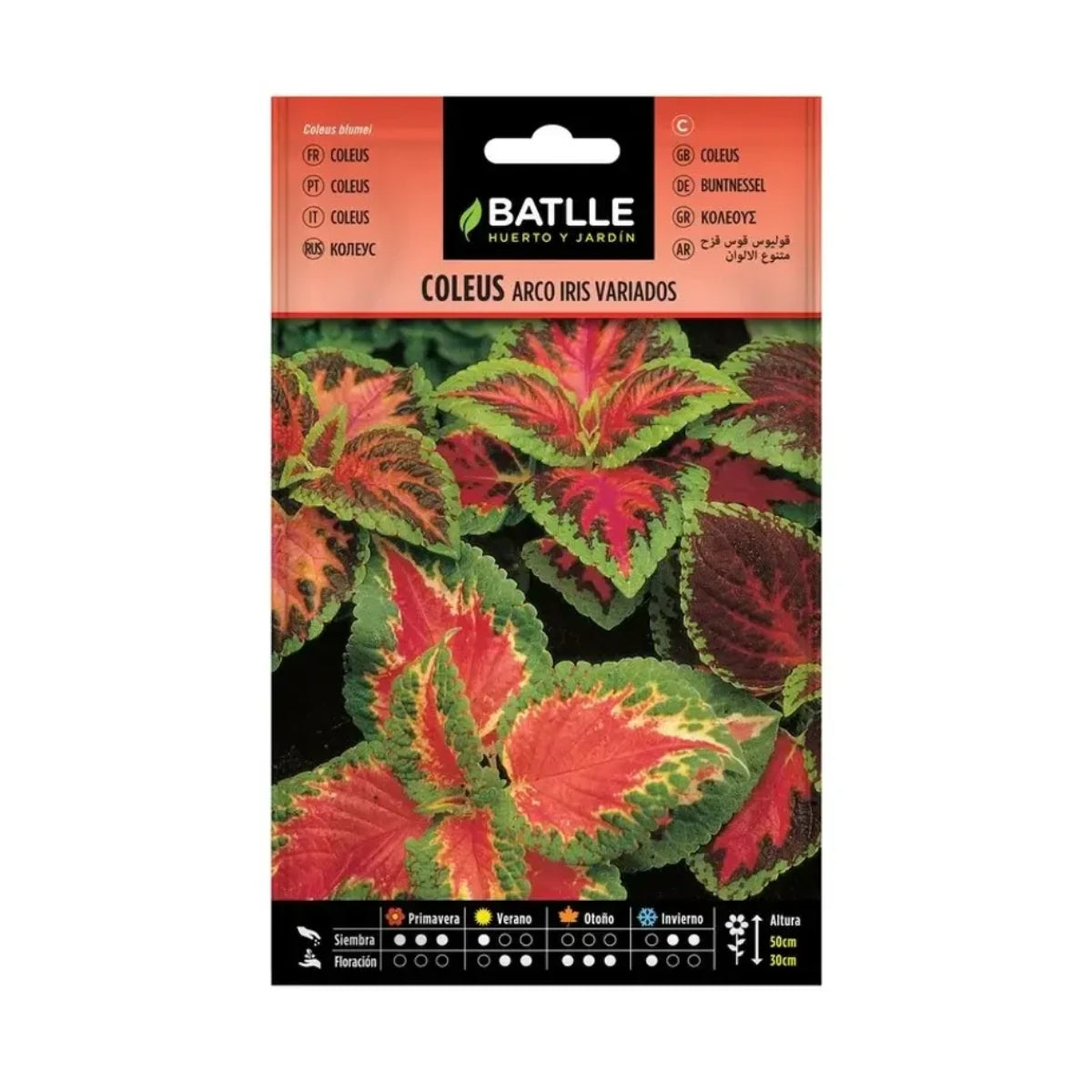 Sementes de Coleus Arco-Íris Variegadas Batlle