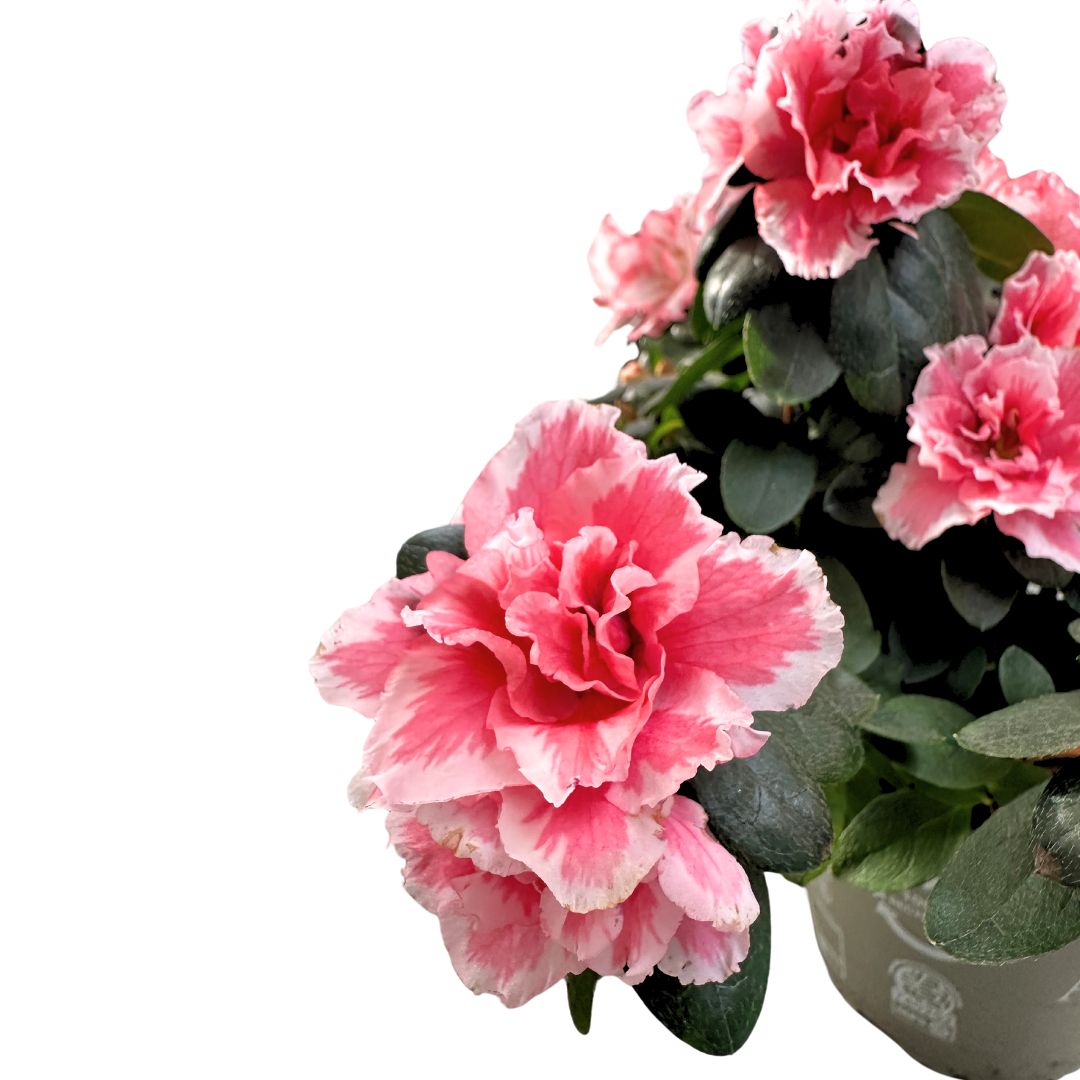 Azalea Planta Japonesa De Buena Suerte_1
