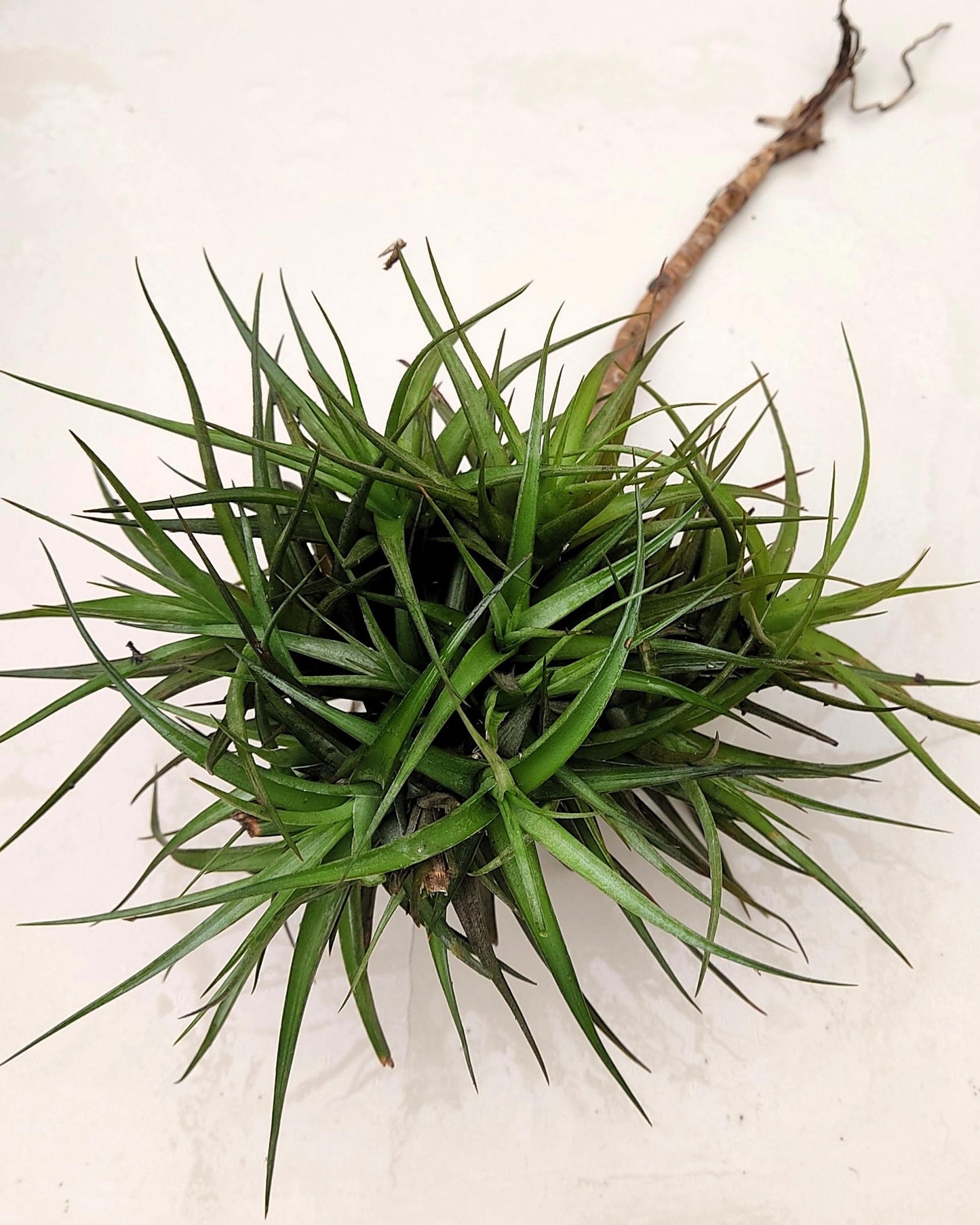 Tillandsia aeranthos "clump" (mata); planta del aire, mata de plantas; Curiosarium; altura 15 cm, diámetro 25 cm_2