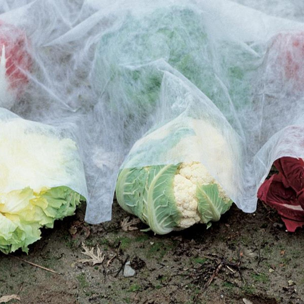 Tecido de proteção de culturas antigelo Verdemax 4 x 5 m