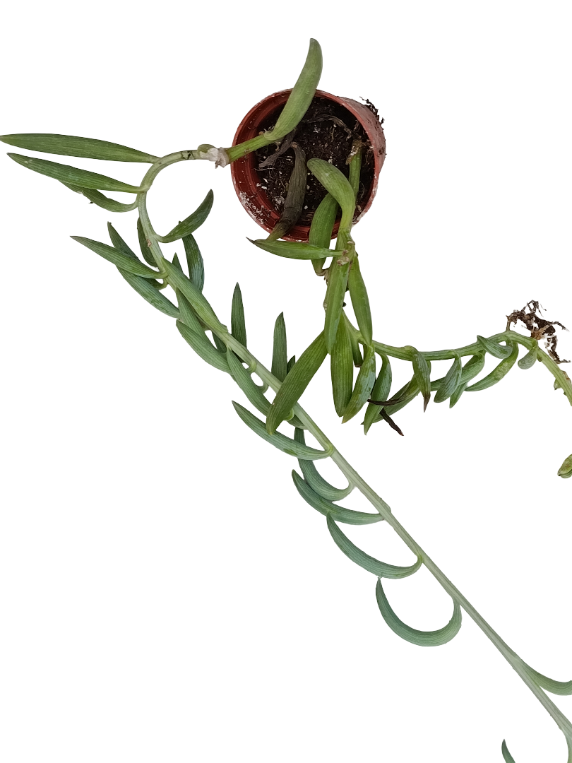 Senecio Radicans Colgante Planta Suculenta Ø5_0