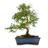 Bonsai Zelkova parvifolia 10 anos - Olmo Chinês