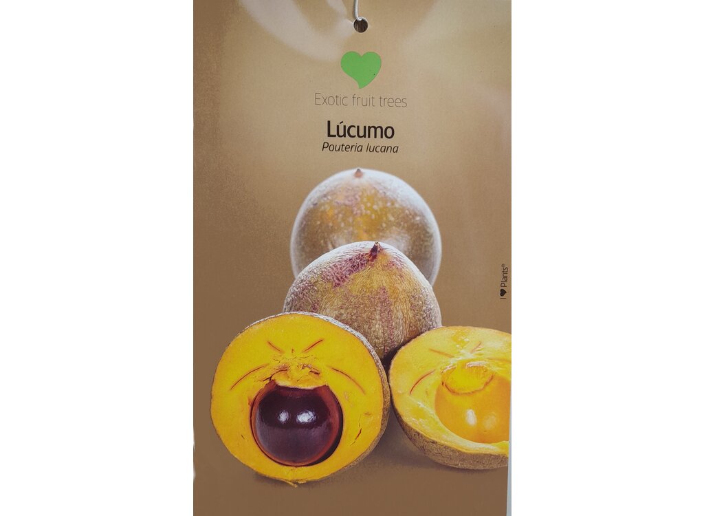Pouteria Lucuma M26 100-120cm_1