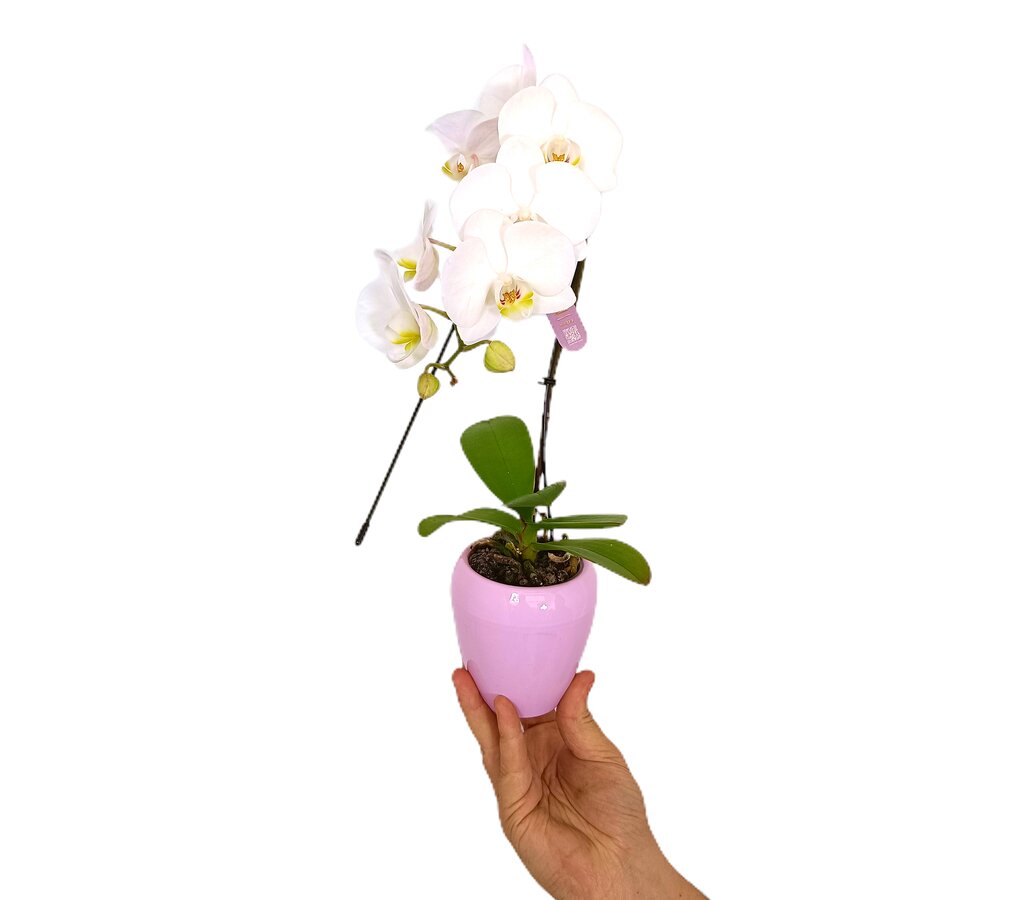 Phalaenopsis Mini Cerámica M7_1