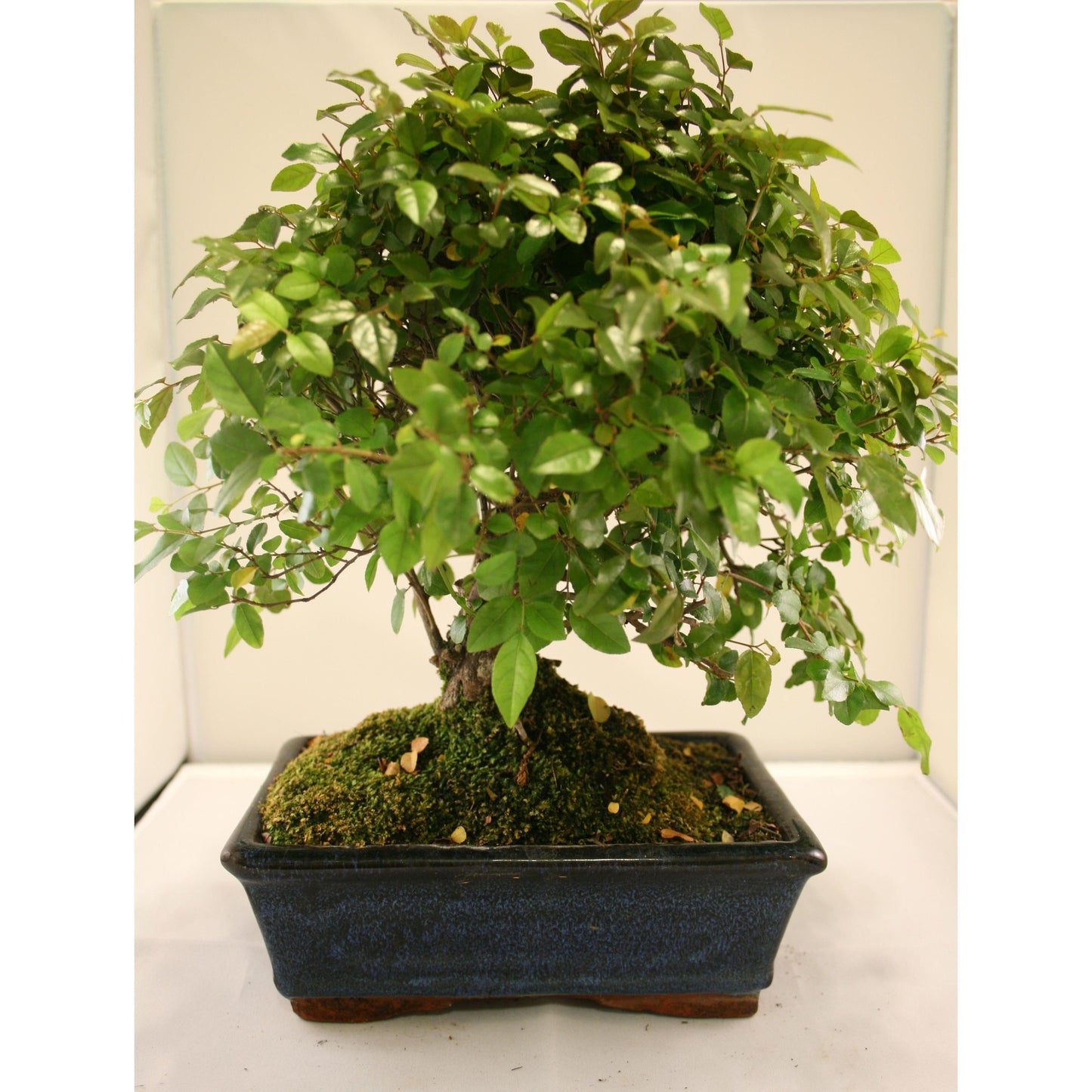 Bonsai Sageretia theezans 7 anos - Ameixa Chinesa
