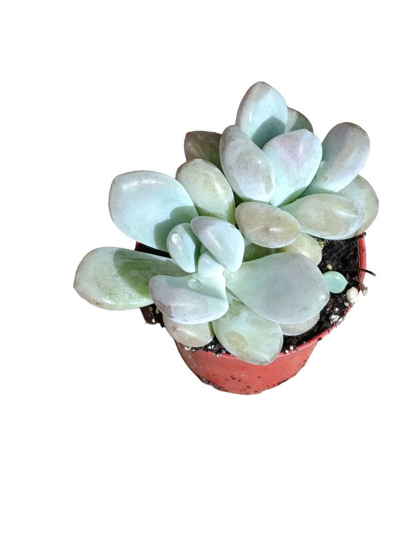 Pachyphitum Oviferum Ø5 Planta Suculenta De Sol_0