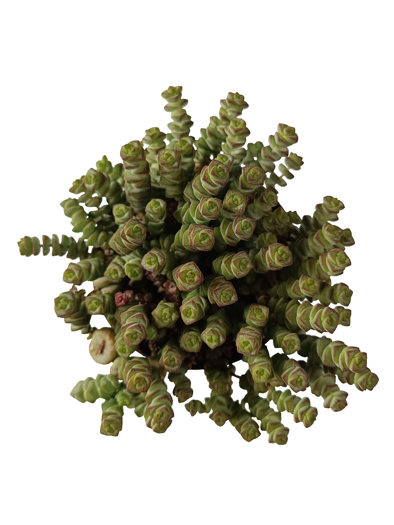 Crassula Marnierniana Planta Suculenta_0