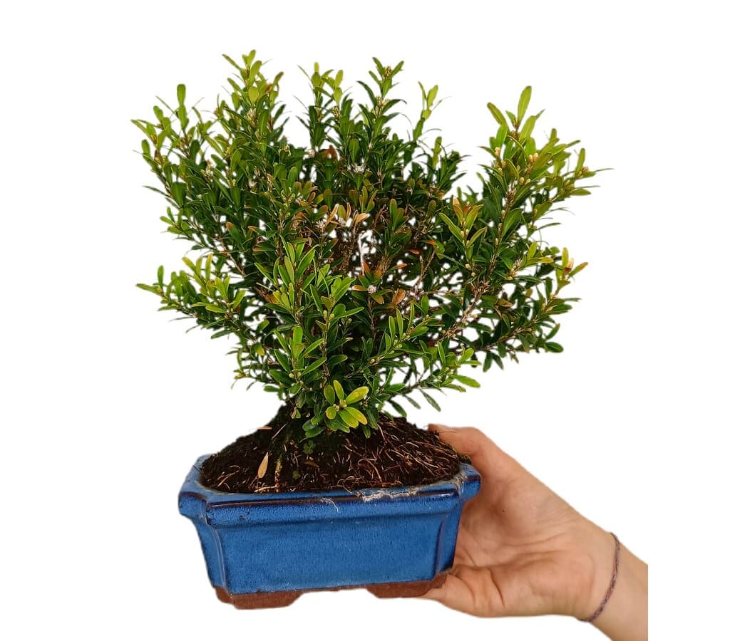 Bonsai Buxus Harlandii 6 Años (boj Chino)_1