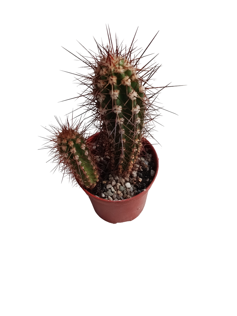 Neocardenasia Herzogiana Cactus Columnar Ø5_0