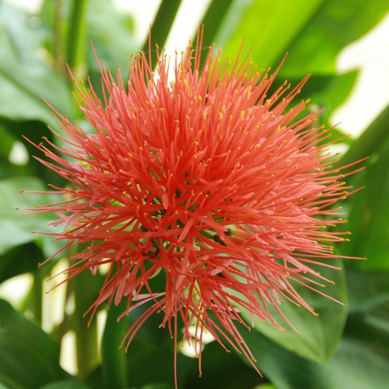 1 Bulbo Scadoxus Multiflorus Brocha De Pintor_0