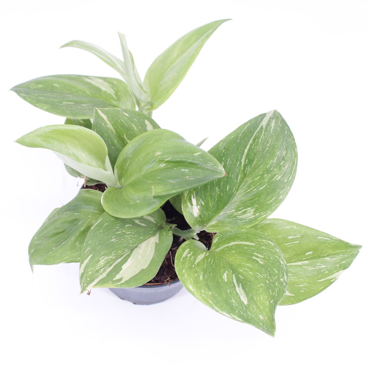 Planta Natural Scindapsus 'rubicon' 1 Ud Ø 12 Alt. 20_0