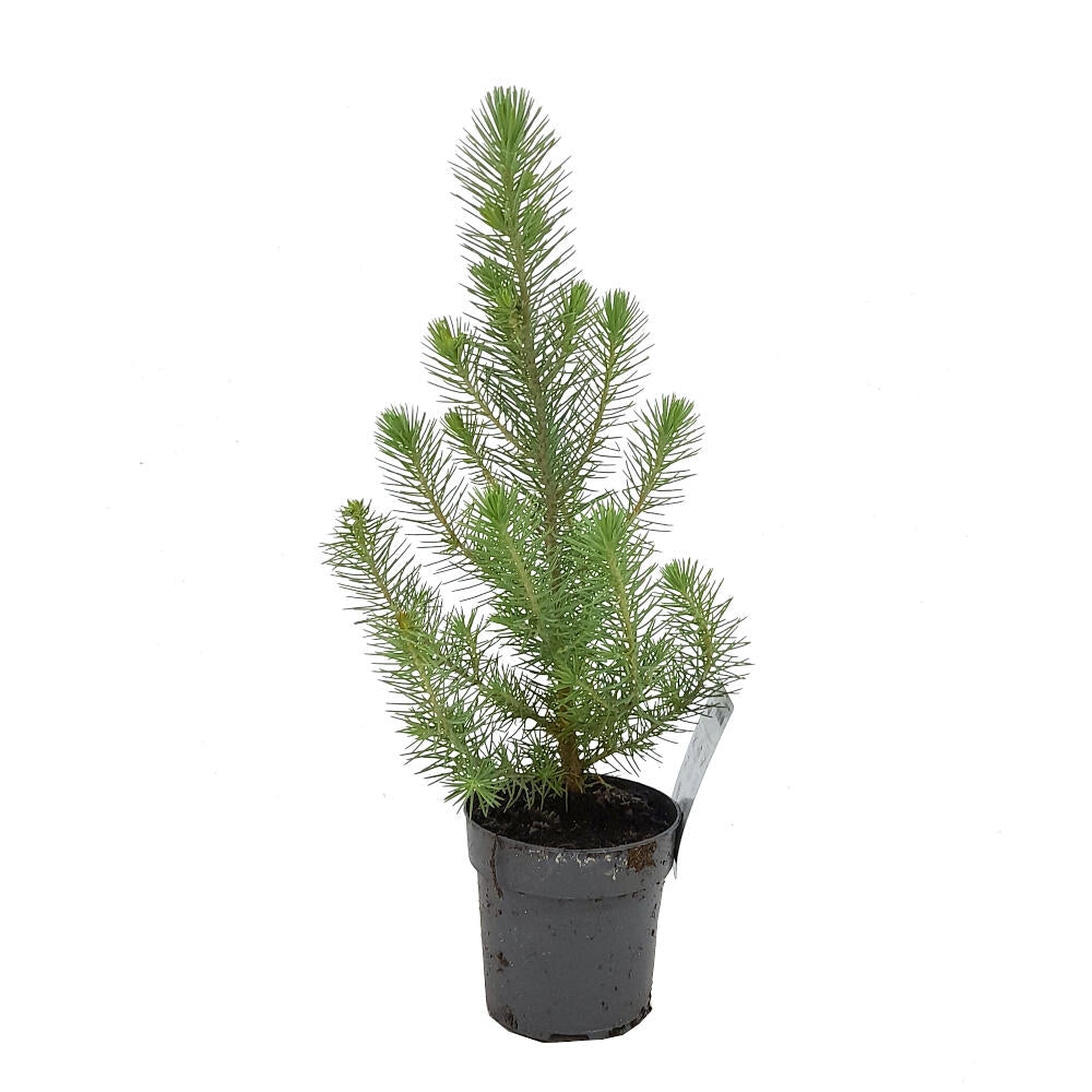 Pino Pinea M10 25cm (pino Piñonero)_0