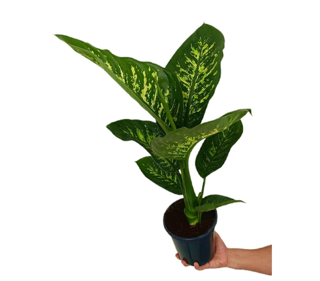 Dieffenbachia Tropic Snow M17_0