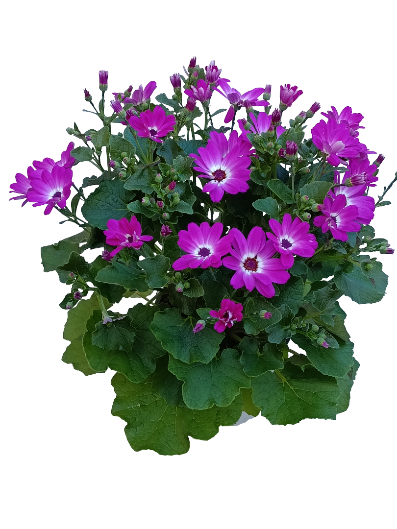 Cineraria Senetti Planta Natural Ø17 Flor Fucsia_0
