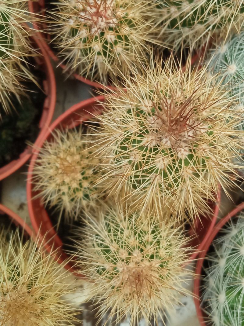 Suculentas Y Cactus Variedad #45 Planta Sin Id_0