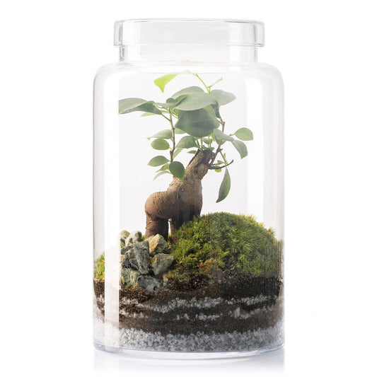 Terrário Irati Ficus Retusa Ø18 x 31 cm