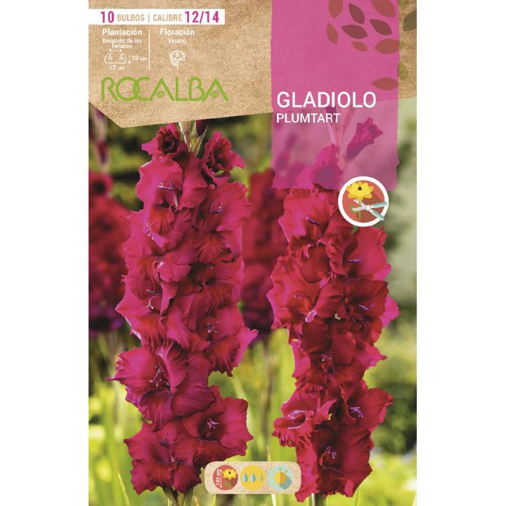 Bulbo Gladíolo Roxo Plumtart 10 unidades (12/14)