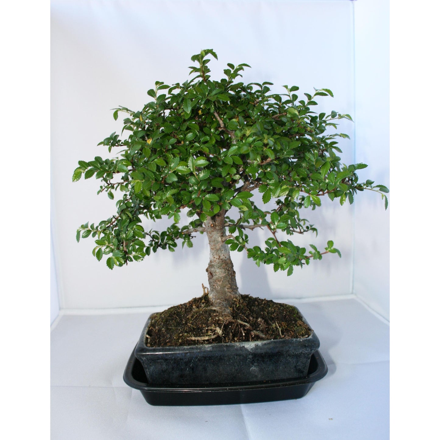 Bonsai Zelkova parvifolia 5 anos - Olmo Chinês
