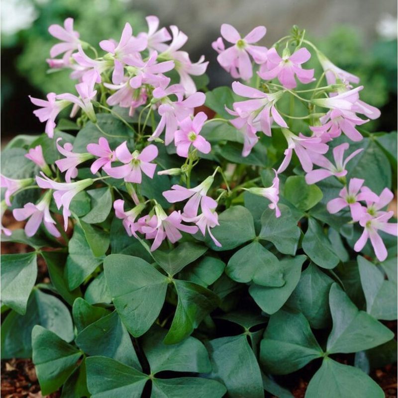 Lote 10 Bulbos Oxalis Amber Planta Mariposa_0