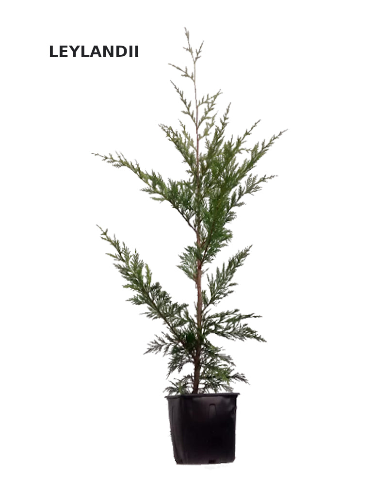 Oferta De 50 Cipres Leylandii De 50 Cm De Altura + 1kg De Abono_0