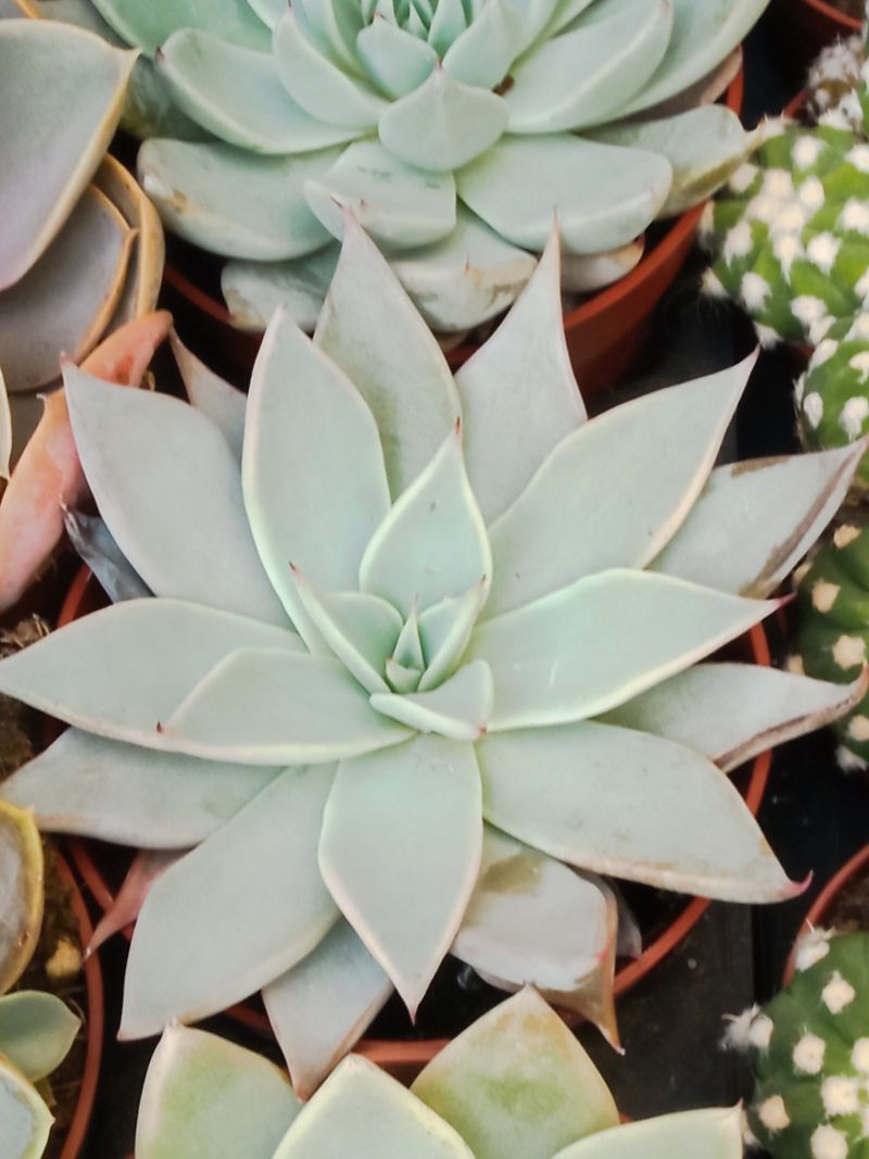 Echeveria Parrensis Planta Suculenta_0