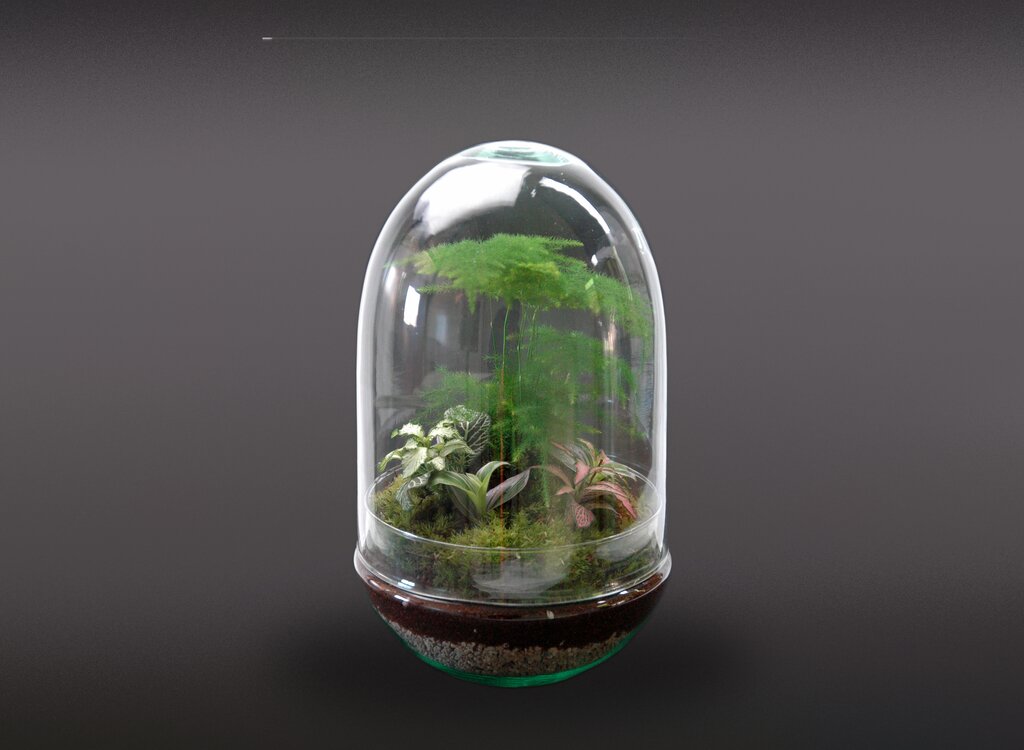 Nanogarden Terrario Jungle Grupe 30x17cm_1