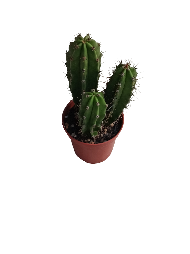 Neoraimondia Herzogiana Cactus Planta Natural Ø5_0