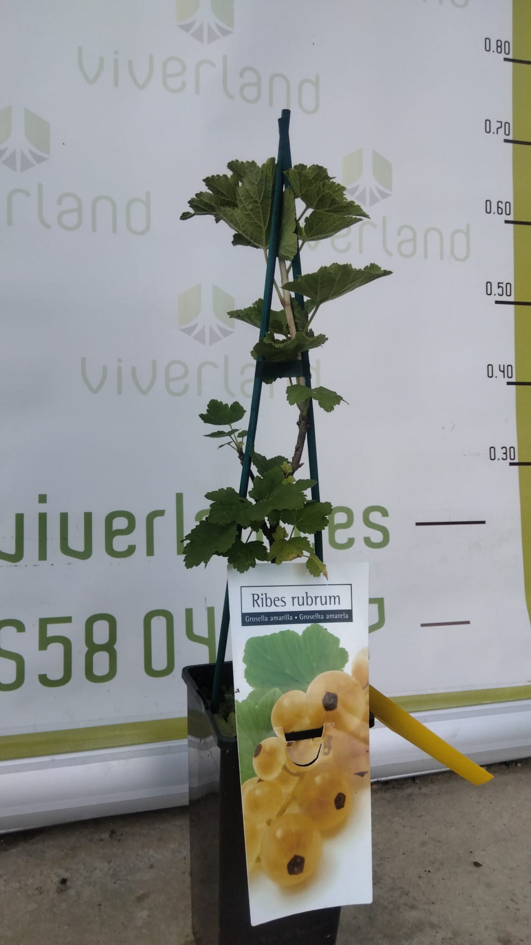 Frutal Grosella Amarillo Maceta 70 CM_1
