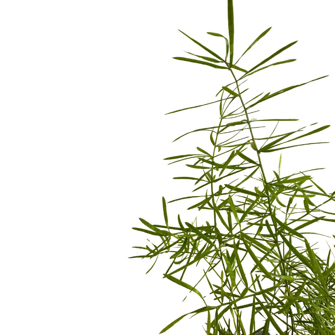 Esparraguera Ornamental, La Versión Original De Las Esparragueras M12_1