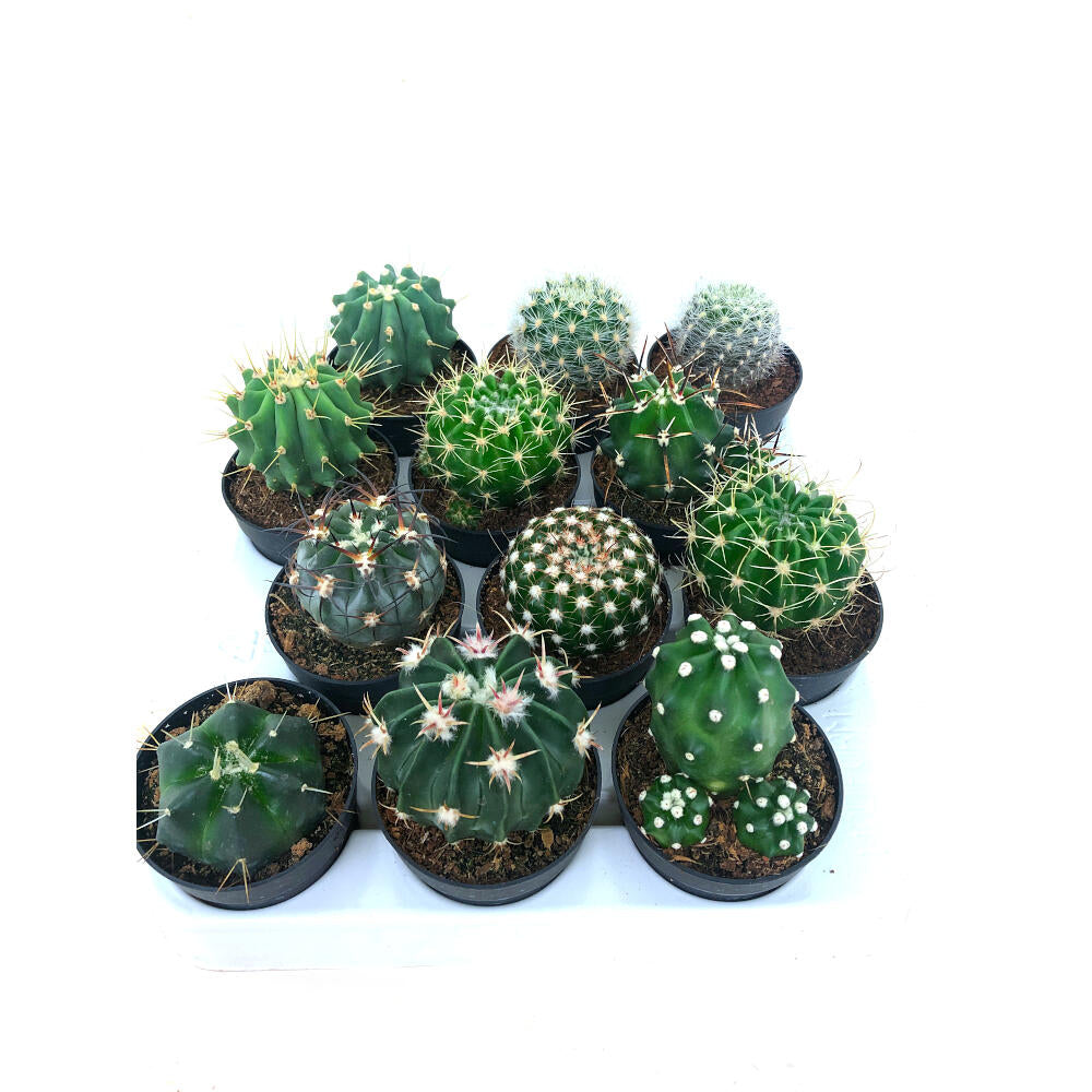 Cactus Variado M6 12 Unidades_1
