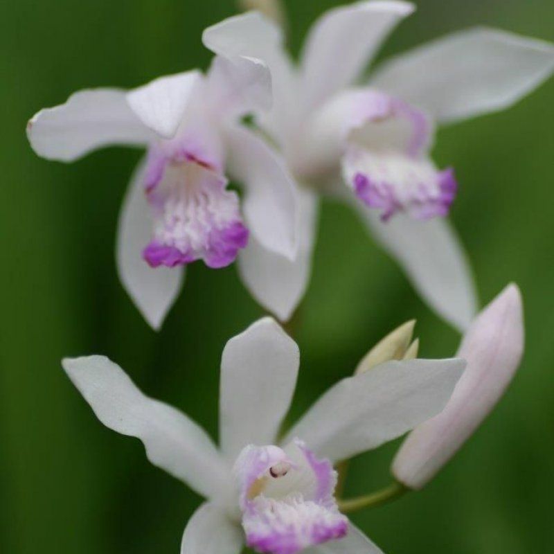 1 Bulbo Bletilla Striata 'sweet Lips' Orquidea_0