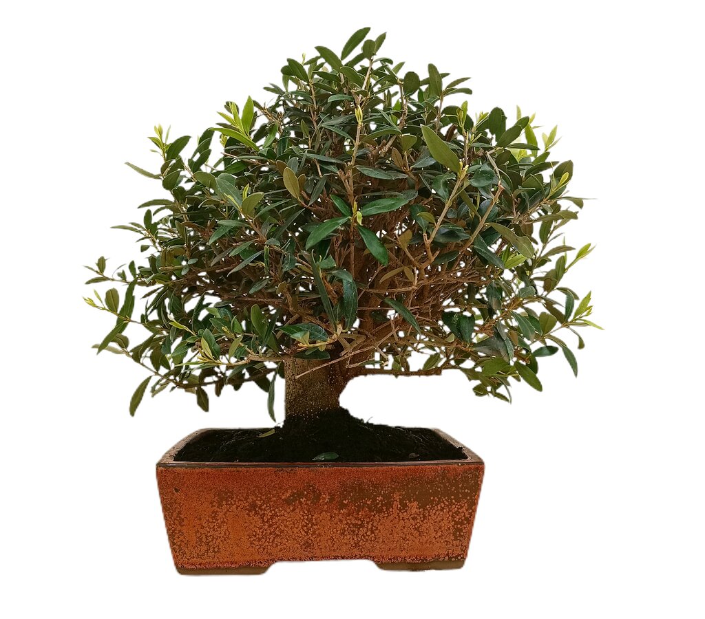 Bonsái Olivo 17 Años (olea Europaea)_2