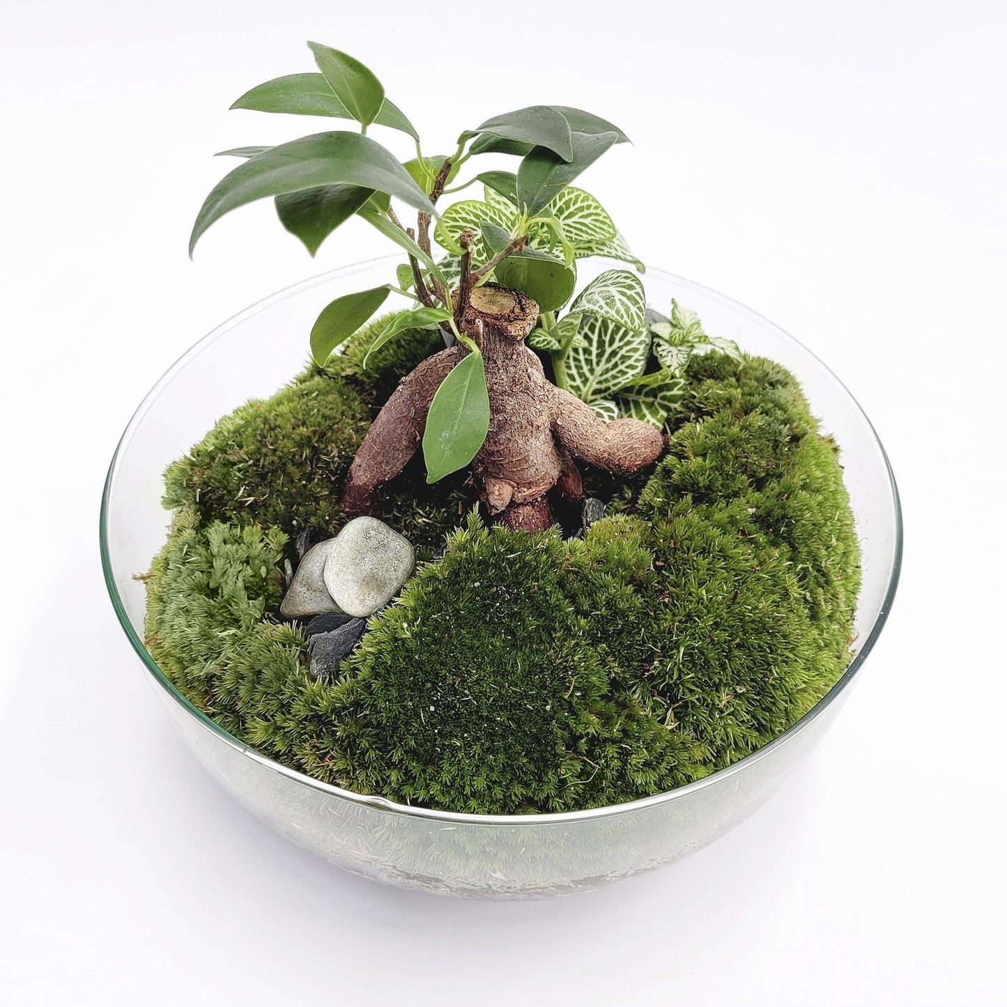 Terrário Ficus Retusa da Floresta do Bornéu Ø20 x 20cm