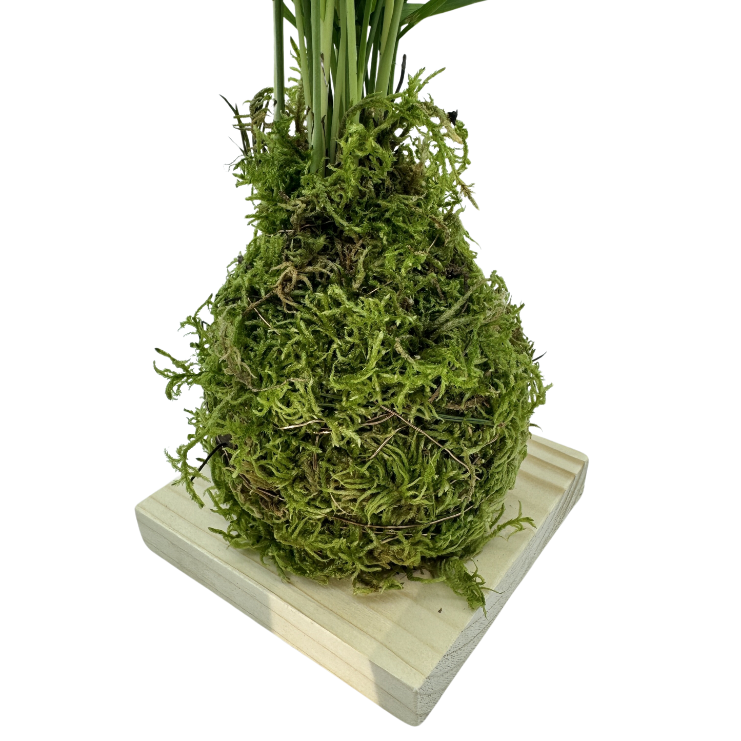 Planta Chamaedorea Kokedama Natural_4