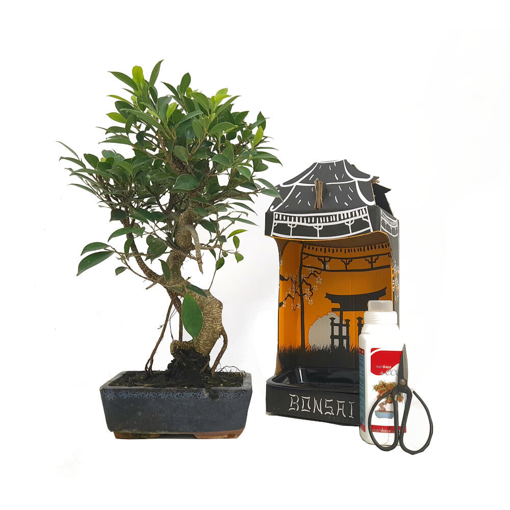 Pack Iniciación Bonsai Ficus Retusa 8 Años Incluye Tijeras Y Abono_0