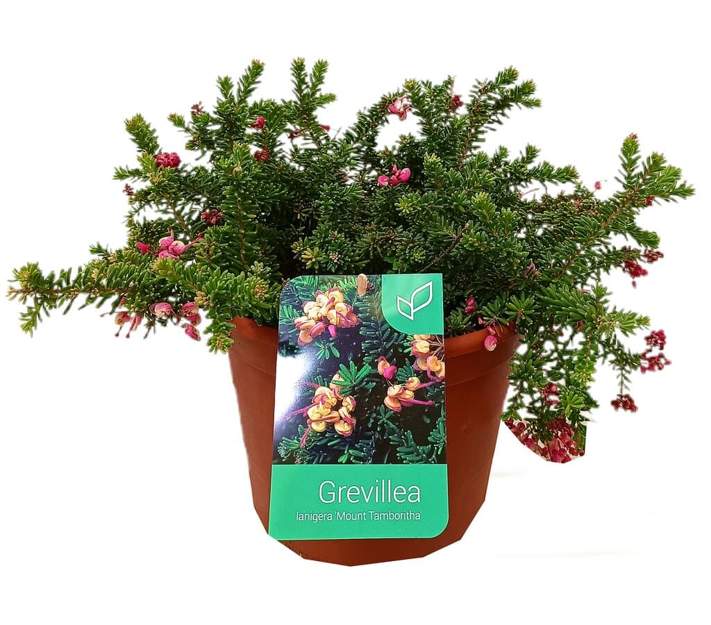 Grevillea Mount Tamboritha M22_0