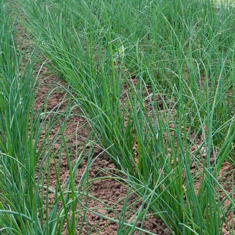 Semillas Cebollino Chino Ecológicas_0