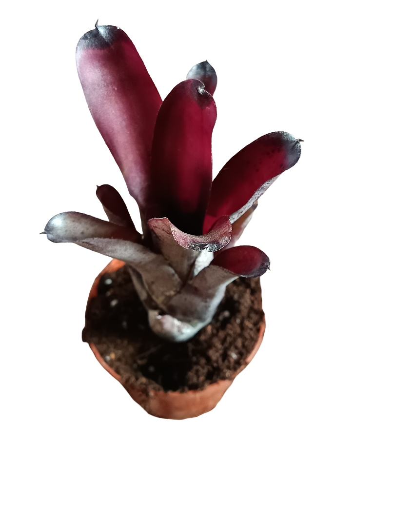 Neoregelia Sooty Planta Bromelia De Interior 10-12 Cms_0
