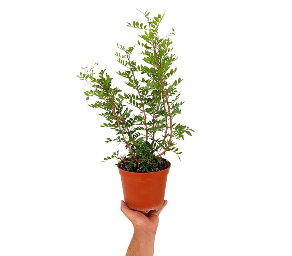 Pistacia Lentiscus M17_0
