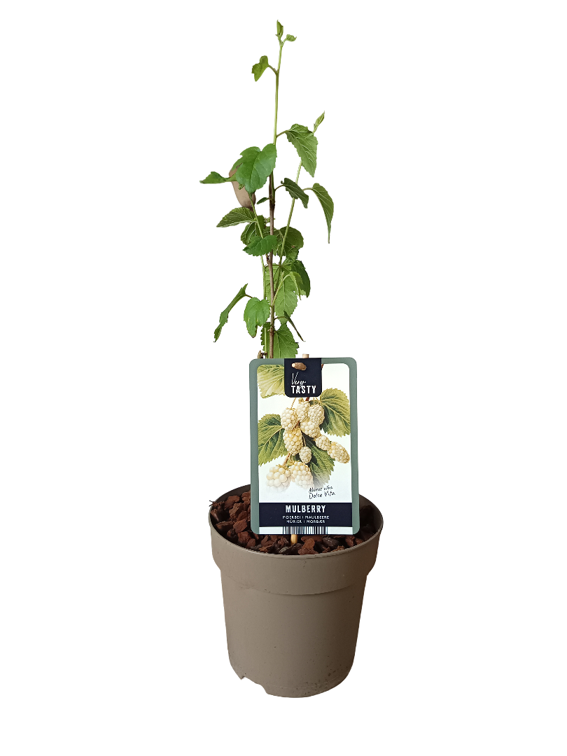 Planta Mora Blanca Arbol Frutal Muy Dulce_0