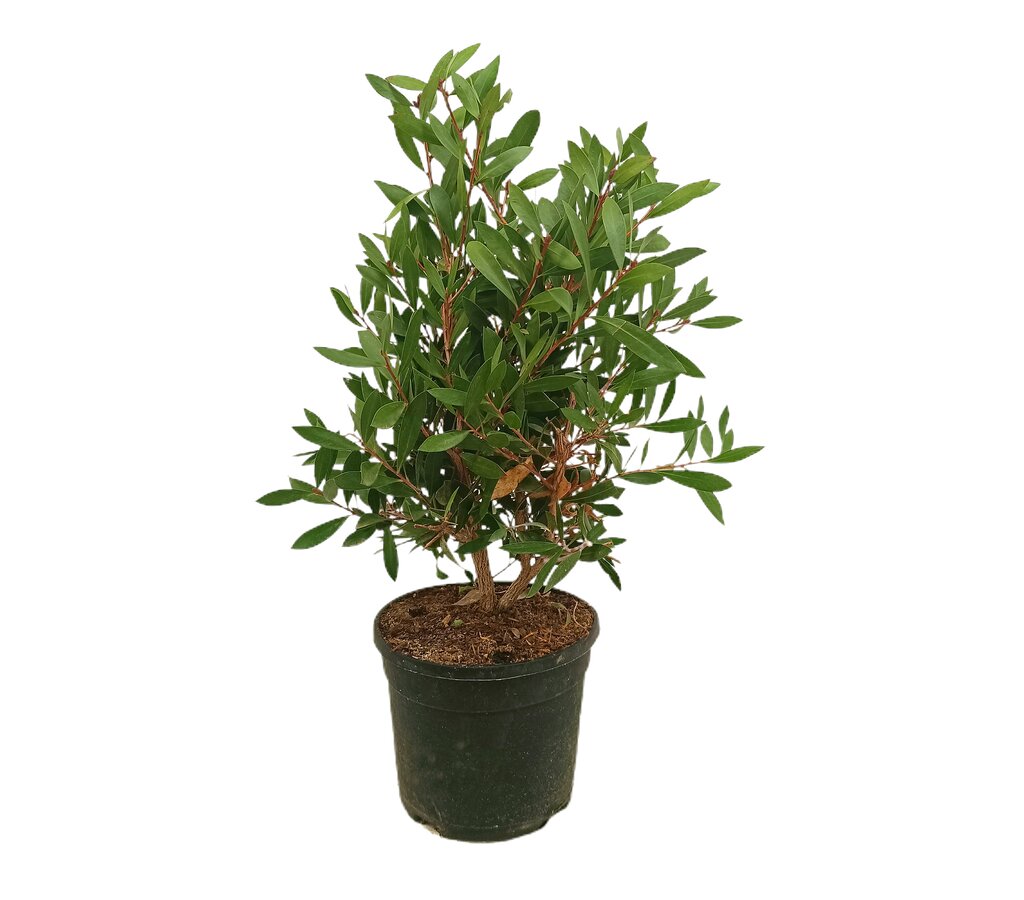 Callistemon Citrinus Splendens M19 60cm_0