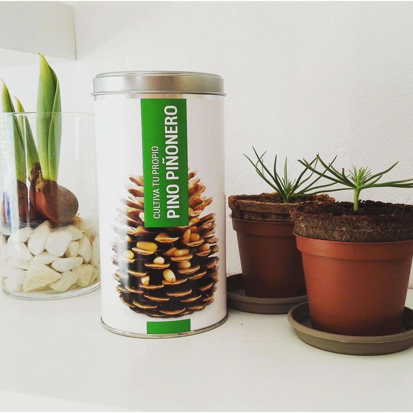 Cultive o seu próprio pinheiro-manso