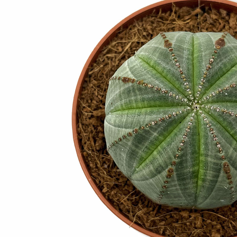 Euphorbia Obesa Cactus Y Suculentas M8,5 cm Ø_2