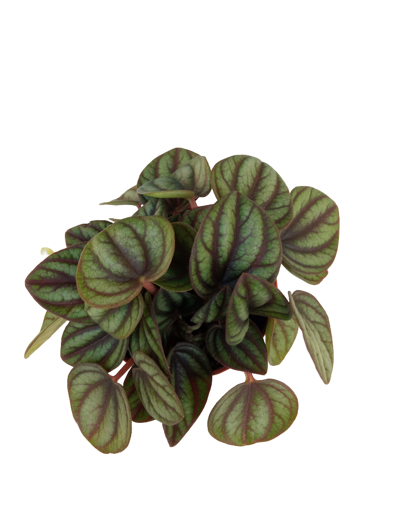 Peperomia Albovitatta Planta De Interior Mini Ø5_0