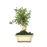 Bonsai Olea europaea sylvestris 7 anos - ACEBUCHE
