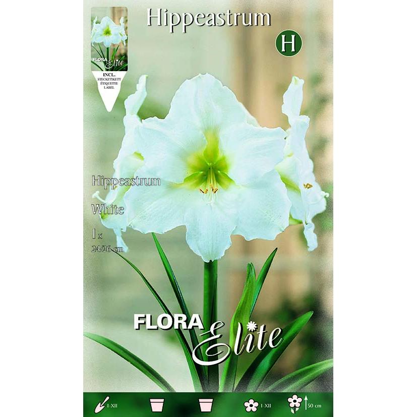 Bolbo de Amarílis Branco 1 unidade