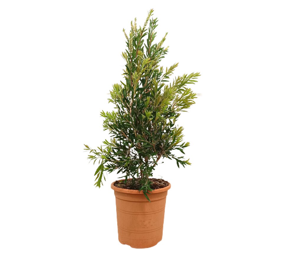Callistemon Kings Park Special M24 100cm_0
